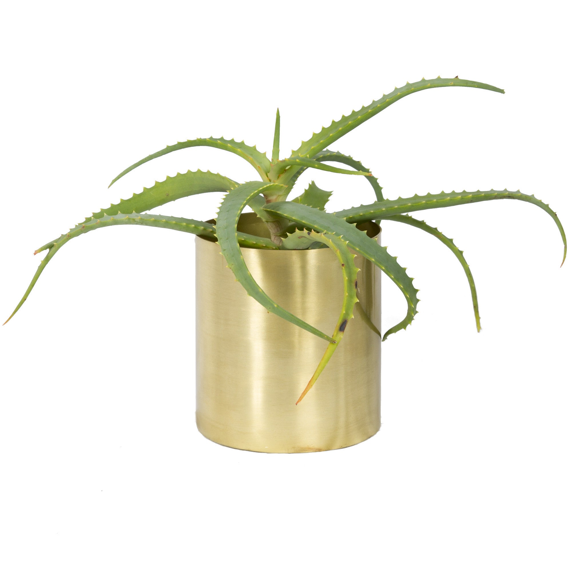 BRASS PLANTER, SMALL